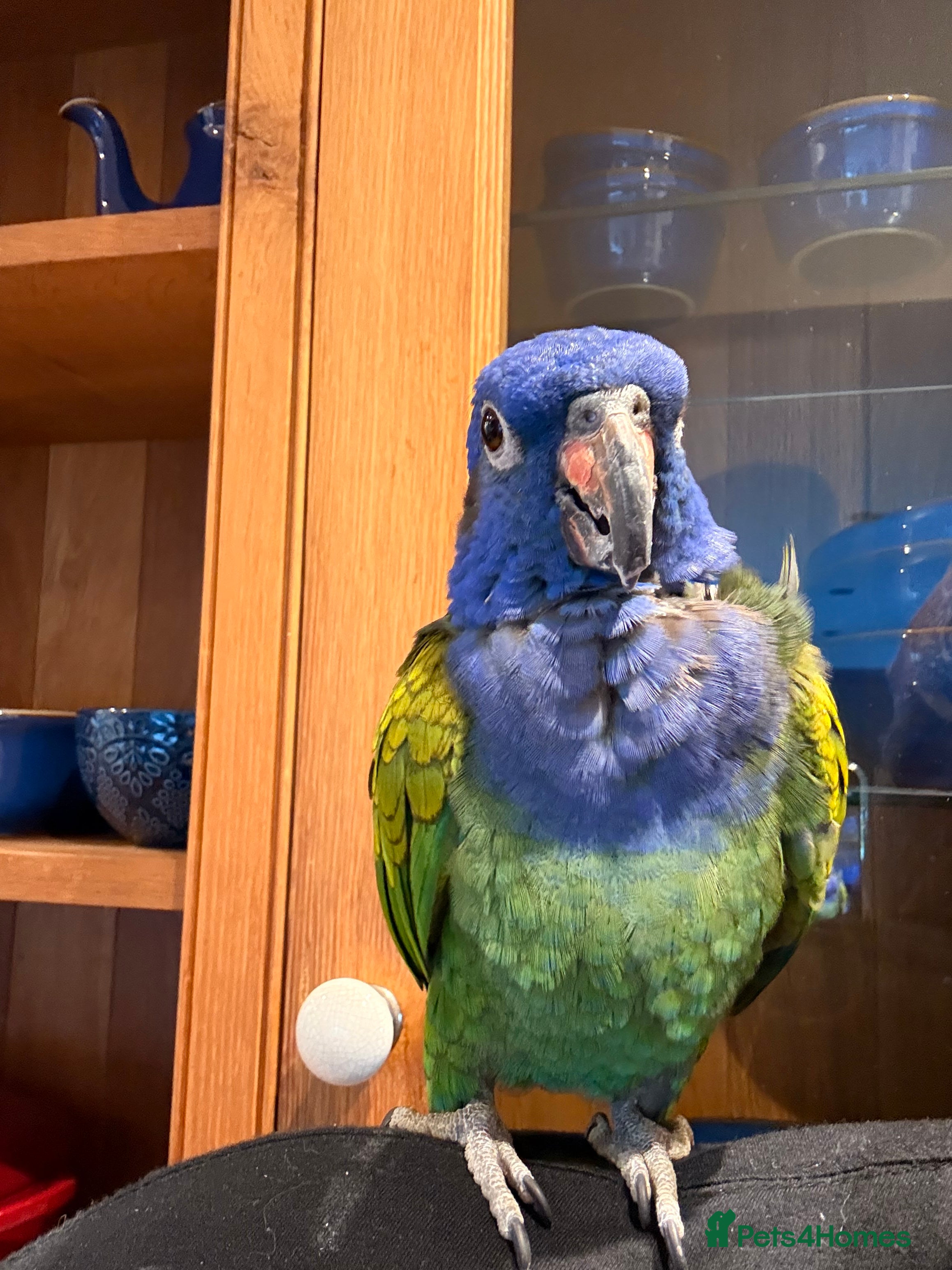 Parrots birds Rare H/R Blue Headed Pionus for sale. - Advert 1