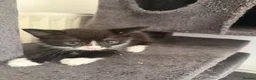 Mixed Breed cats for sale:  ** s to a good home in Manchester - Advert 6