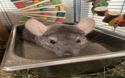 Chinchilla rodents for sale: Lovely male chinchilla for sale  - Image 4