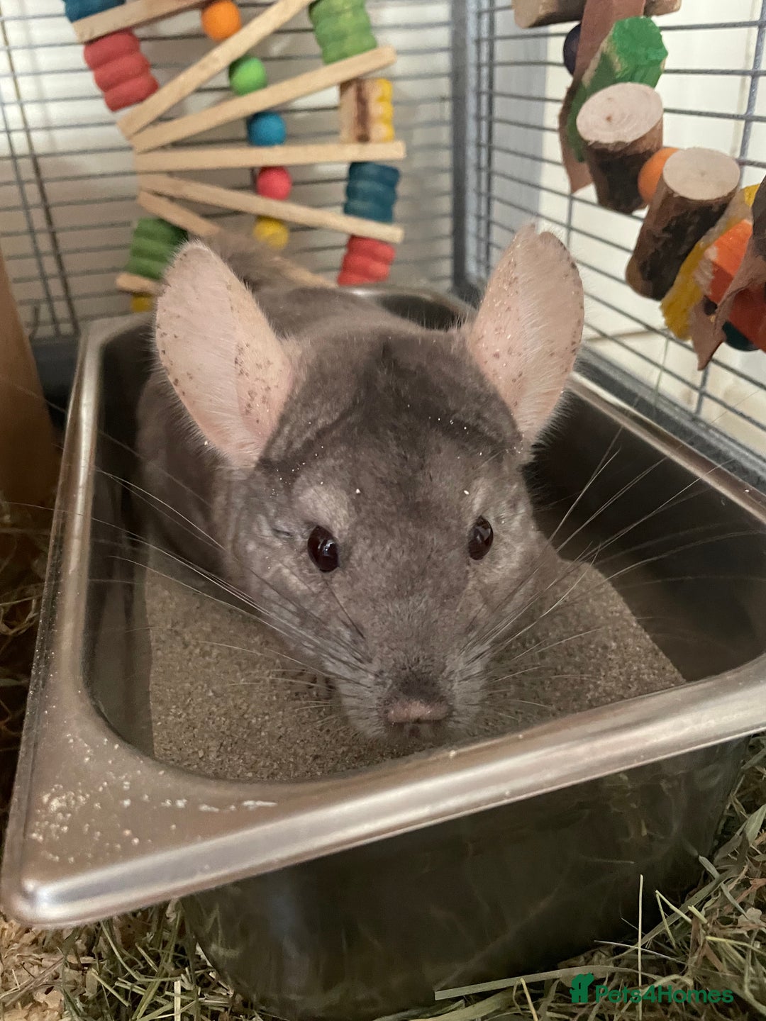 Chinchilla rodents for sale: Lovely male chinchilla for sale  - Image 4