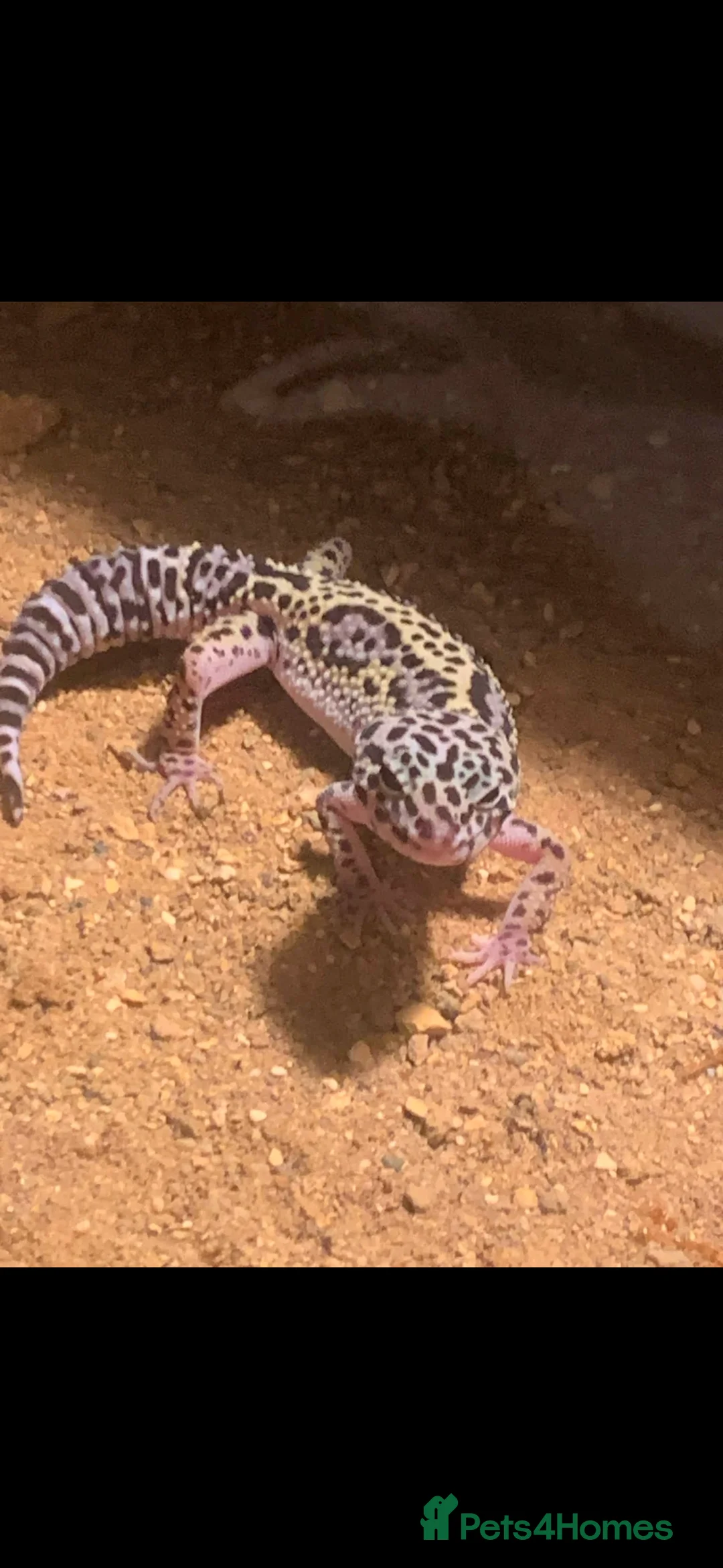 Gecko reptiles for sale: Leopard gecko and viv  in Leicester - Advert 2