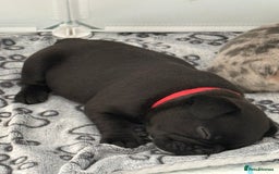 French Bulldog dogs for sale: French bulldog puppies looking for loving homes  - Image 3