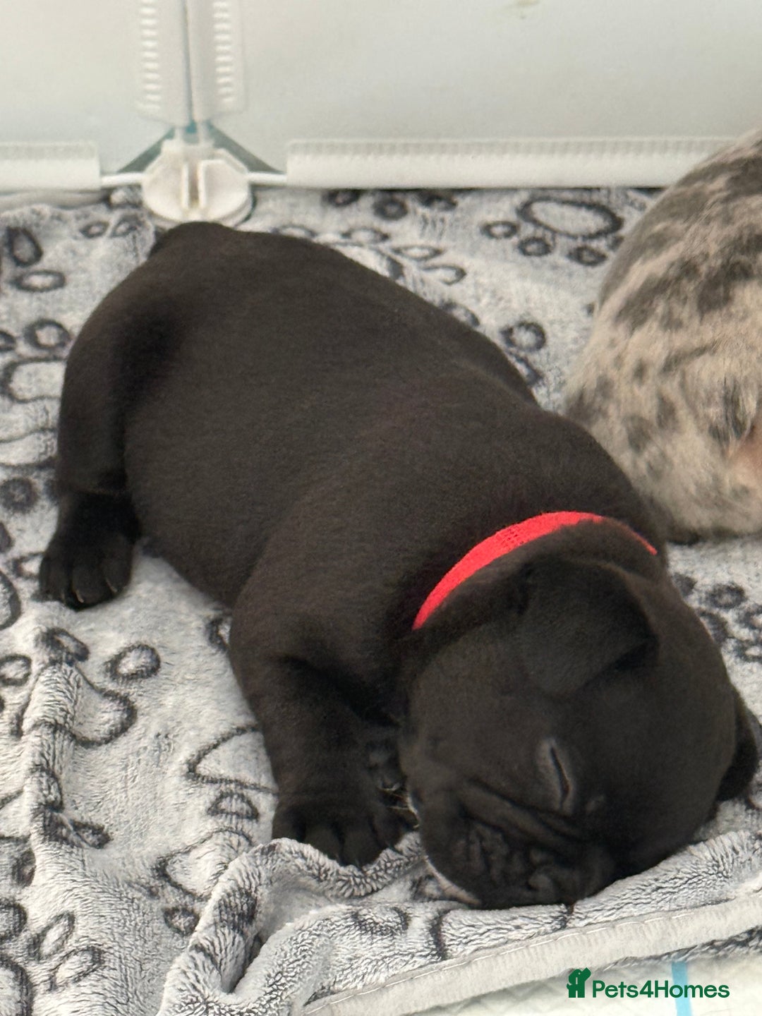 French Bulldog dogs for sale: French bulldog puppies looking for loving homes  - Image 3