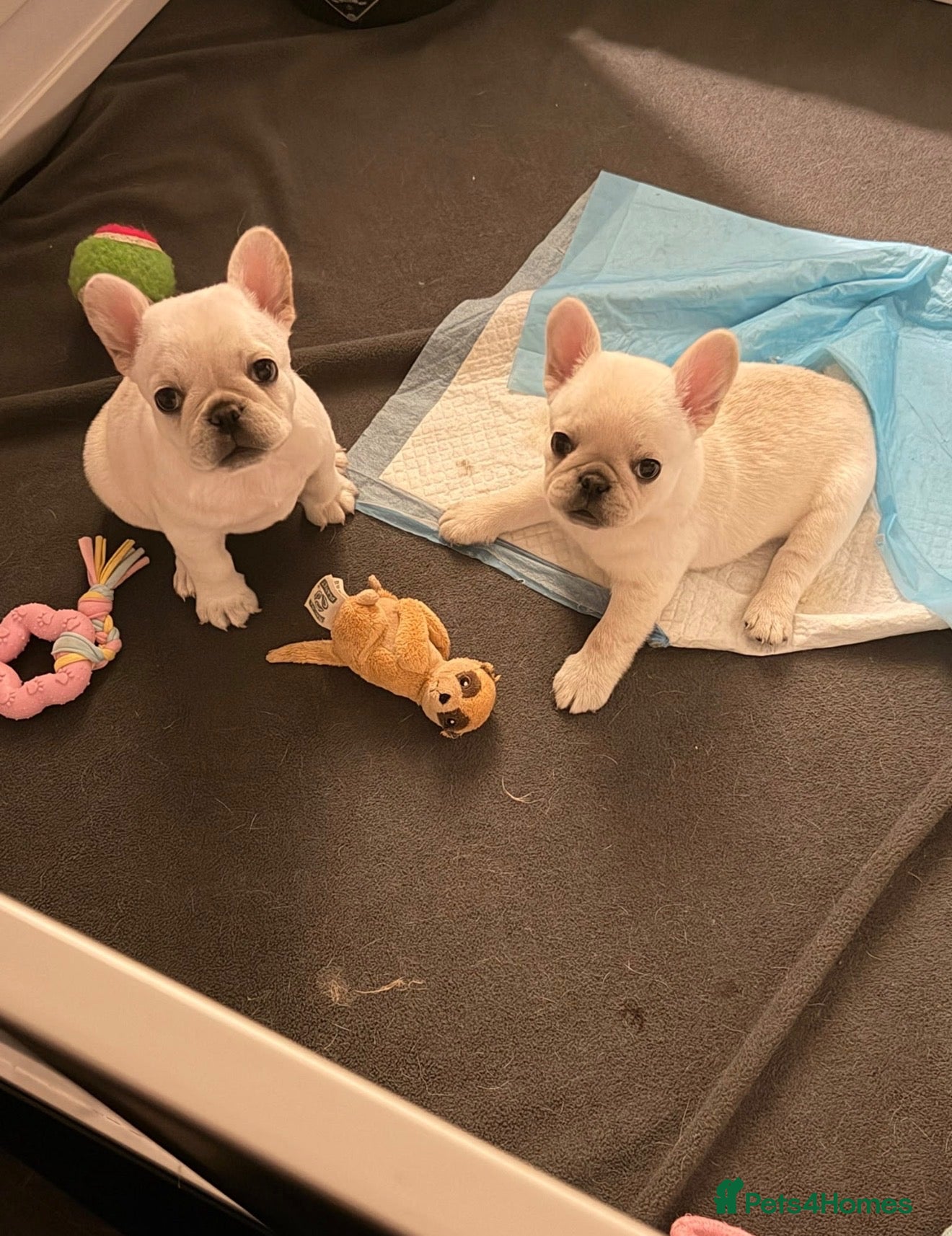 Frug dogs Beautiful pups  - Advert 8