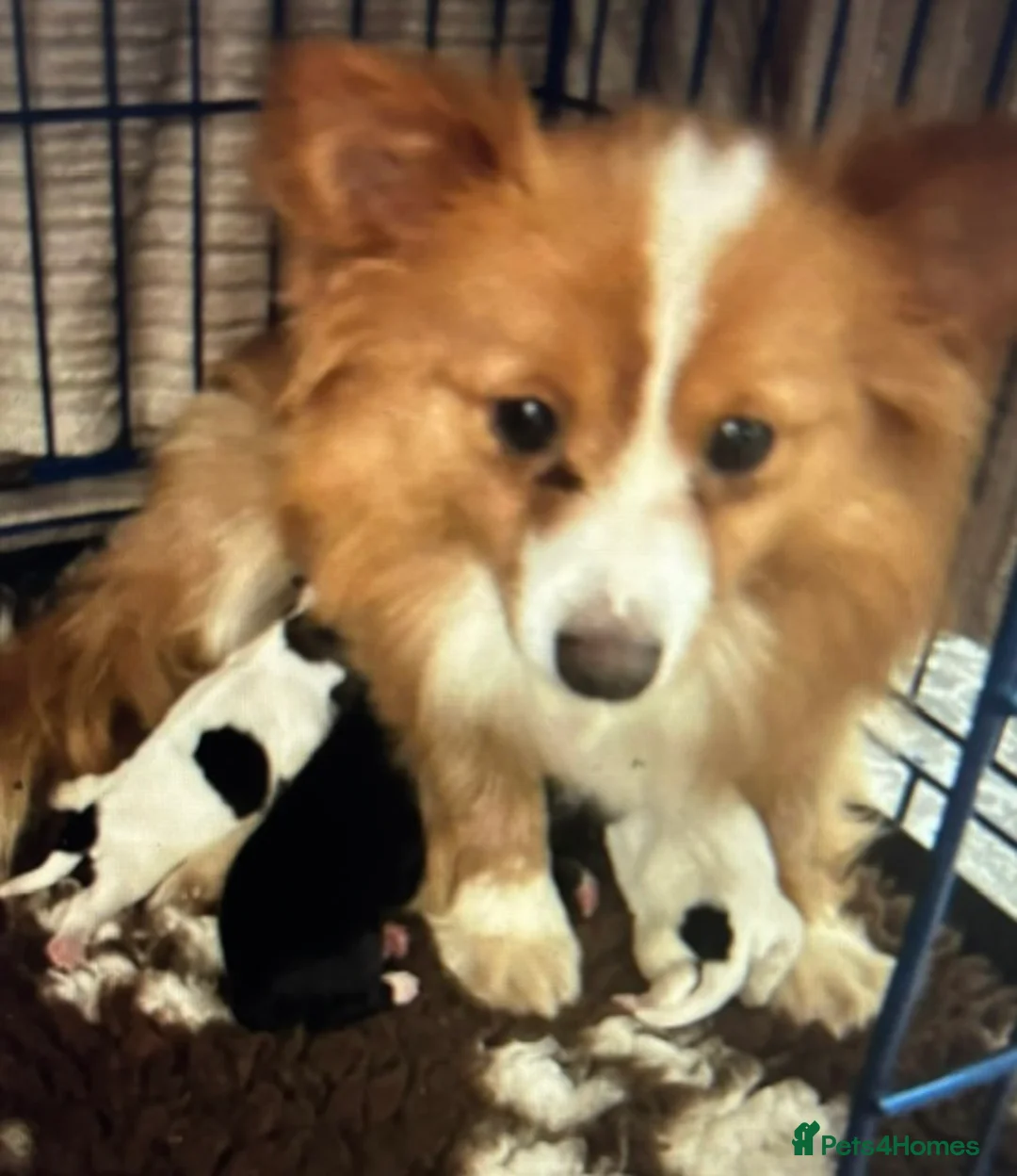 Pomchi dogs for sale: Beautiful 13 Week Old Pomchi Boy - Advert 2