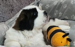 Saint Bernard dogs for sale: 🐾Saint Bernard Puppies🐾 - Image 6