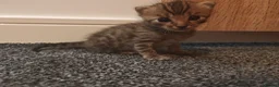 Bengal cats for sale: Adorable Bengal Mix Kittens  in Newmarket - Advert 9
