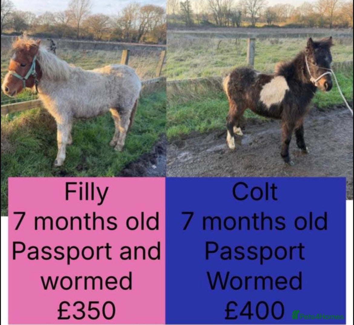 Riding pony horses 7-month-old Pony Filly & Colt, Unhandled - Advert 2