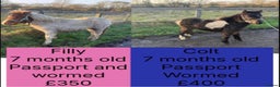 Riding pony horses for sale: 7-month-old Pony Filly & Colt, Unhandled - Advert 1