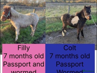 Riding pony horses 7-month-old Pony Filly & Colt, Unhandled - Advert 2