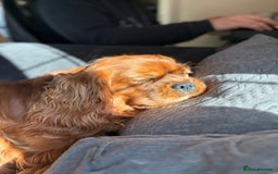 Cavalier King Charles Spaniel dogs for stud: Stunning KC Reg Cavalier King Charles Spaniel STUD in Salisbury - Image 4