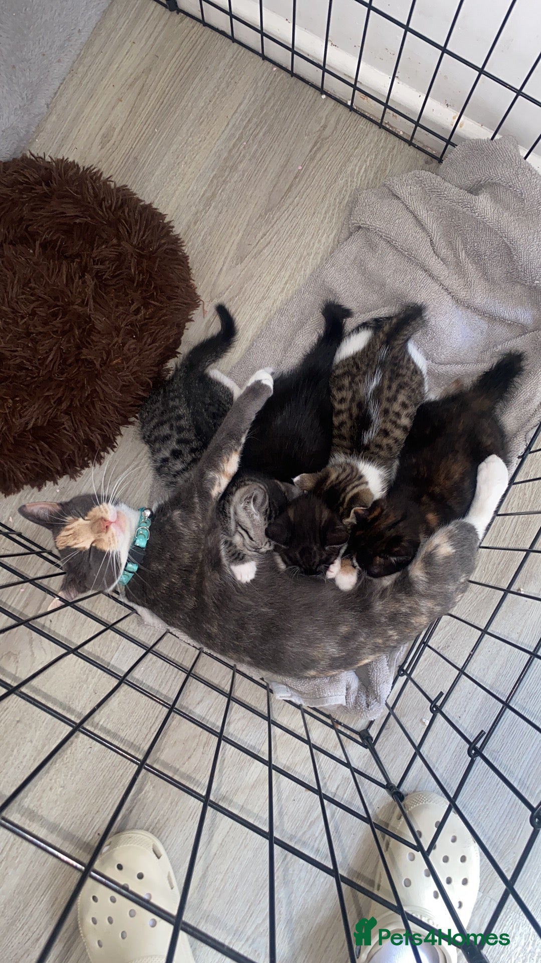 Domestic Shorthair cats Our beautiful tabby girls  - Advert 7