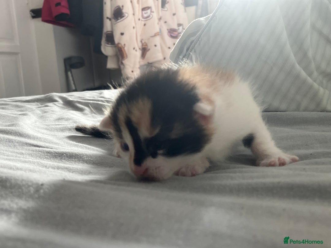 Mixed Breed cats for sale: 5 gorgeous kittens - Image 16