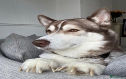 Siberian Husky dogs for sale: Siberian husky male (buck) - Image 3