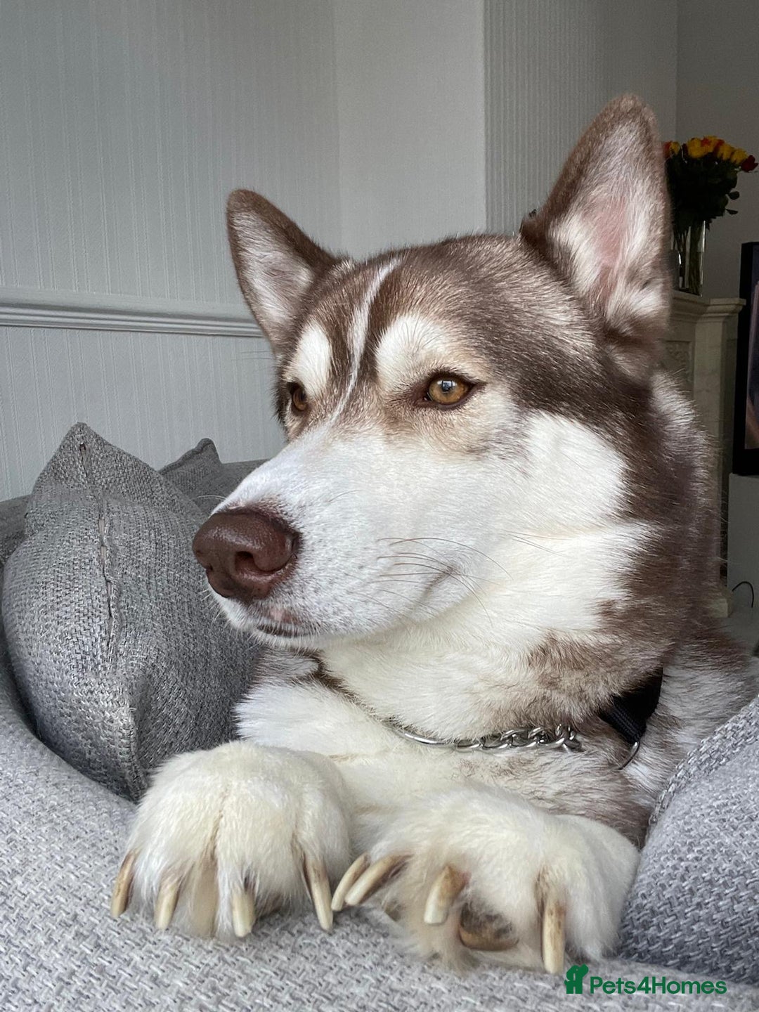 Siberian Husky dogs for sale: Siberian husky male (buck) - Image 3