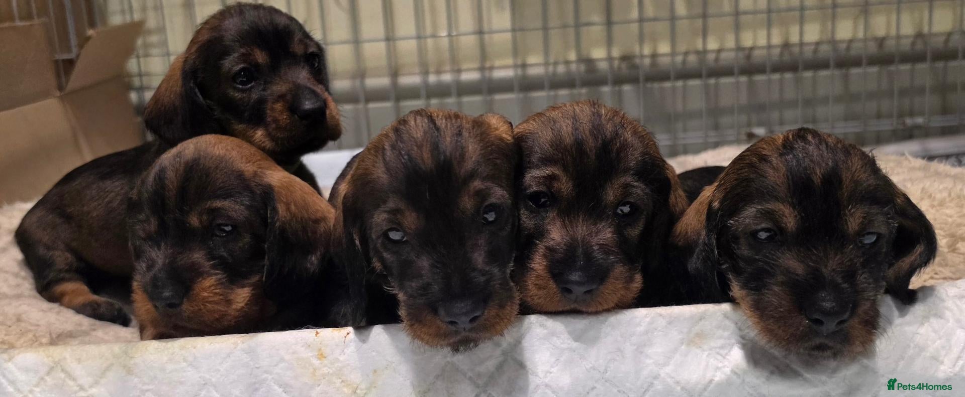 Dachshund dogs KC Dachshund/Teckle Standard Wire Haired Pups - Advert 1