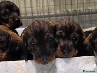 Dachshund dogs KC Dachshund/Teckle Standard Wire Haired Pups - Advert 8