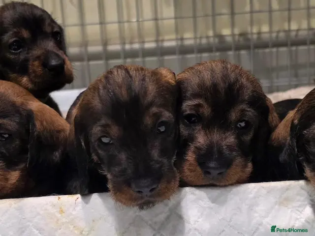 Dachshund dogs Standard Dachshund KC Wire Haired Pups - Advert 7