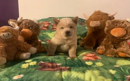 Chow Chow dogs for sale: 5 Chow Chow Puppies - Image 17