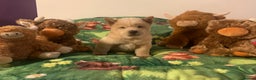 Chow Chow dogs for sale: One last little girl Daisy still available  - Advert 19
