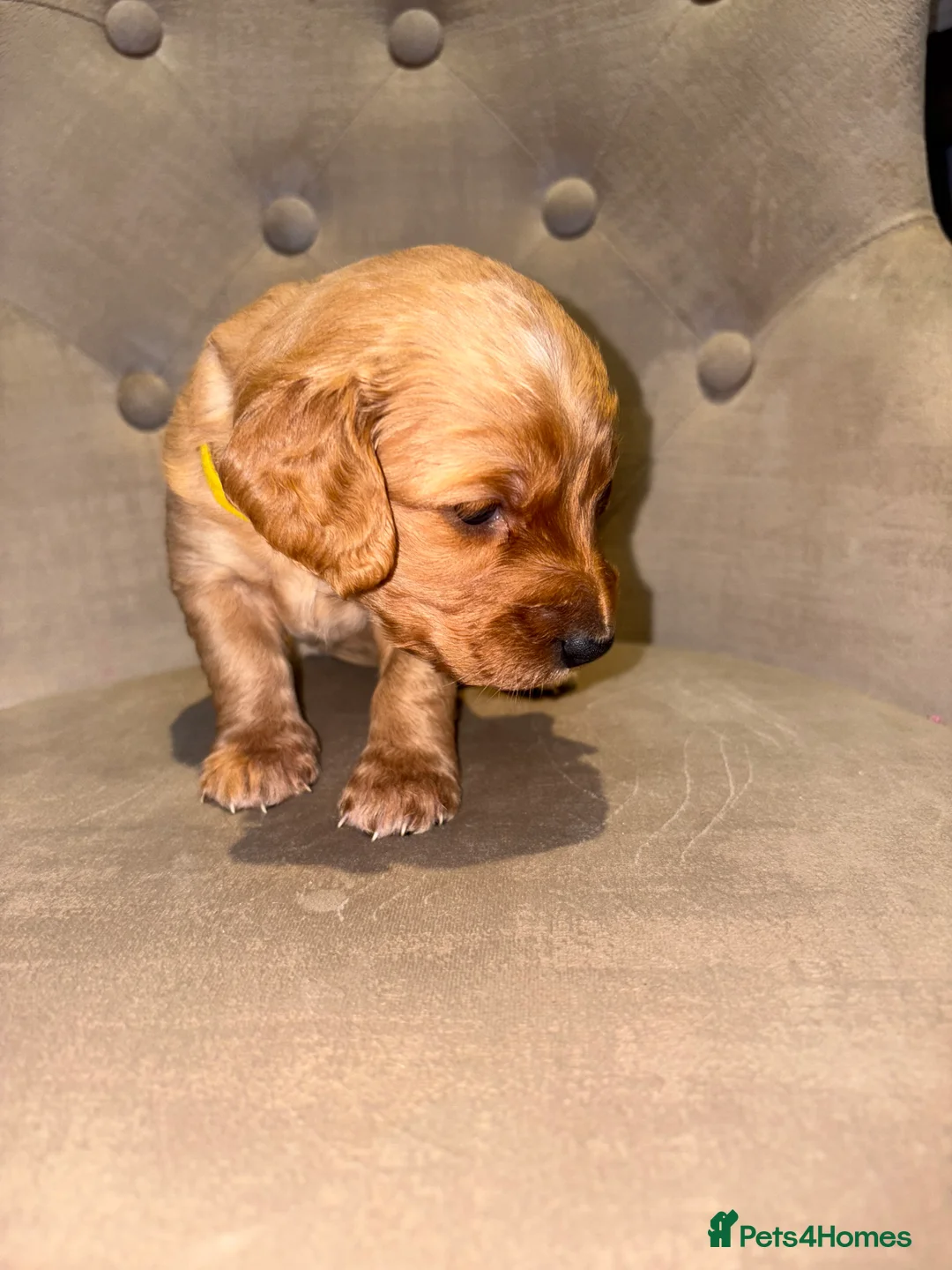 Cockapoo dogs for sale: Beautiful litter of 10 Cockapoo pups  - Advert 8