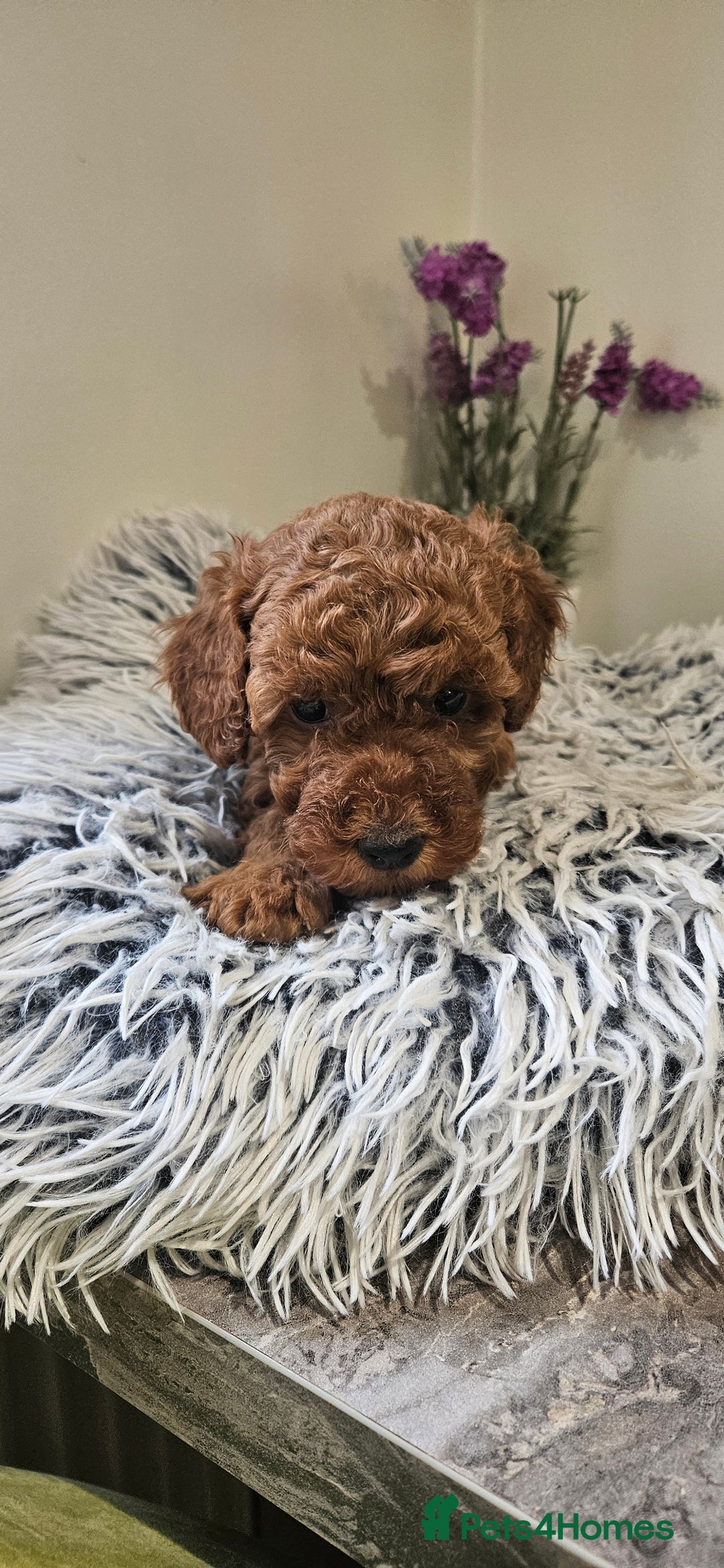 Toy Poodle dogs for sale: Beautiful Red Toy Poodle Puppies - Advert 14