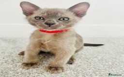 Burmese cats for sale: Burmese kittens for sale in Doncaster - Image 9