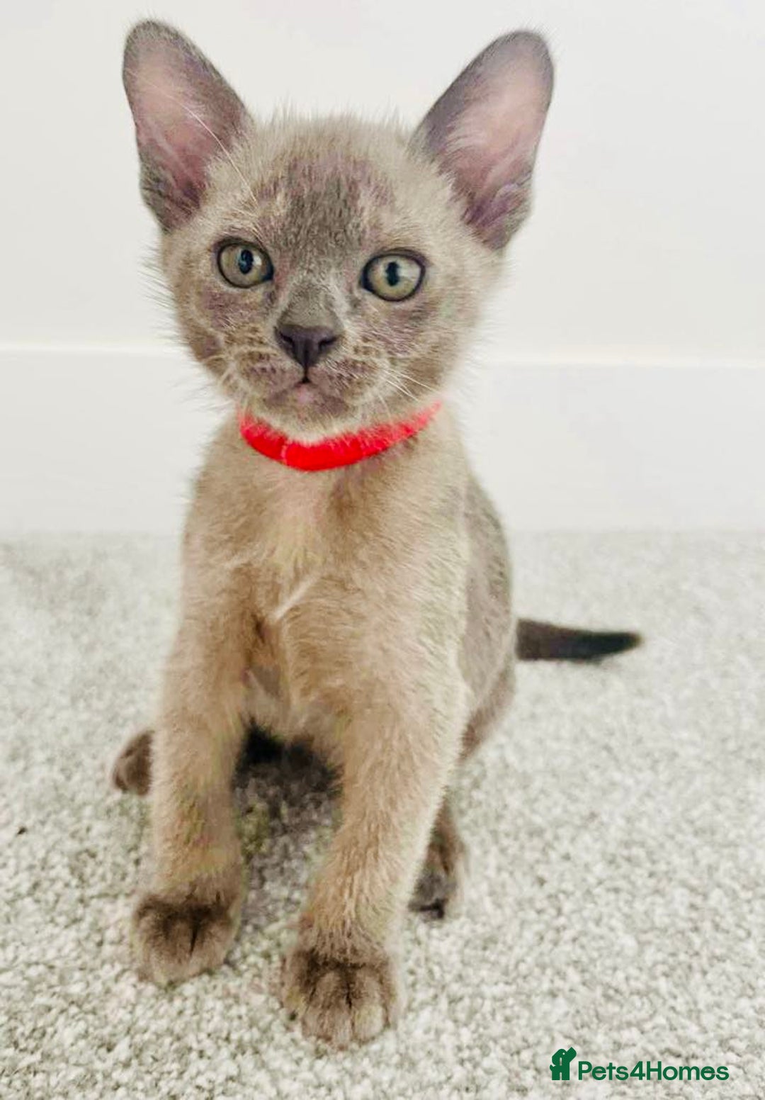 Burmese cats for sale: Burmese kittens for sale in Doncaster - Image 9