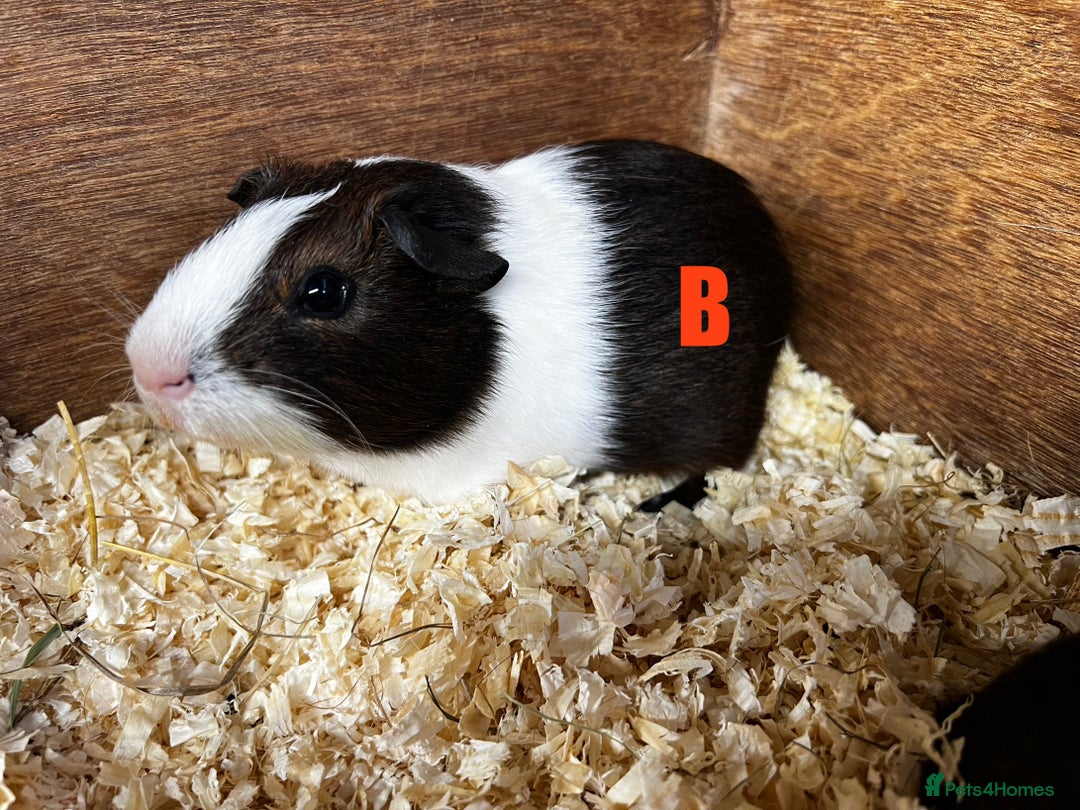 Guinea Pig rodents for sale: Boars and Sows - Image 14