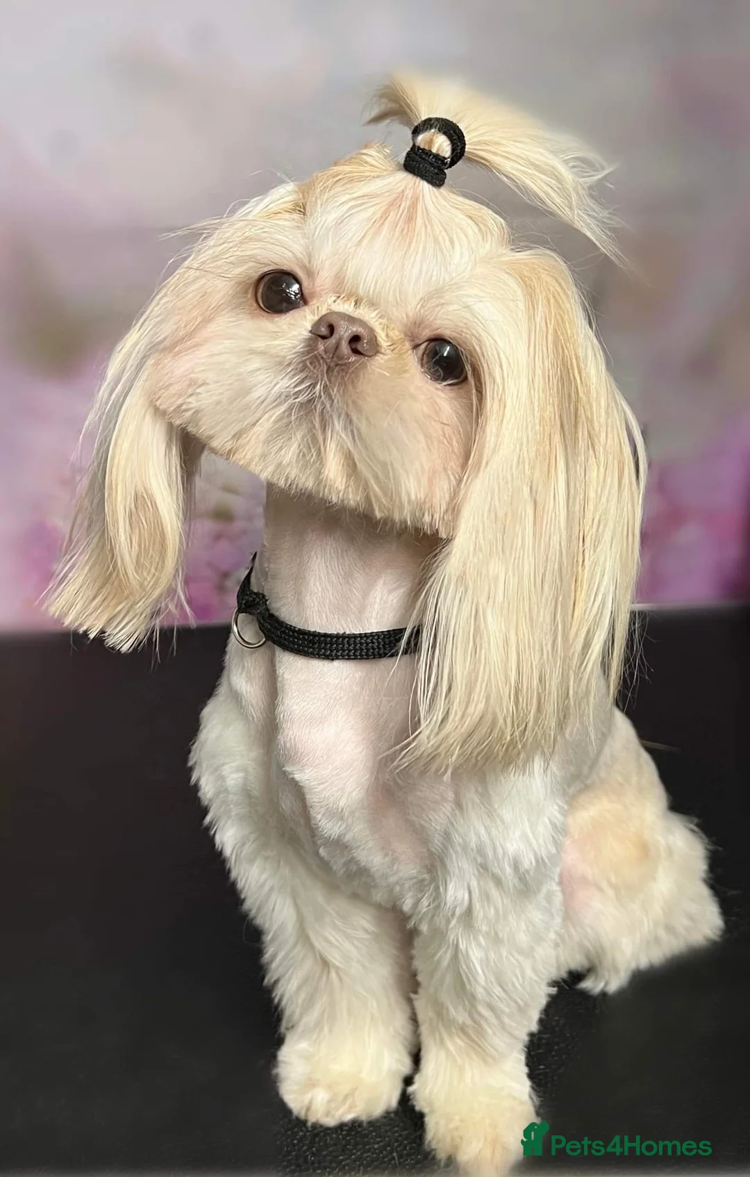 Shih Tzu dogs for stud: LAVENDER Tiniest lavender stud in Wales  in Cardiff - Advert 4