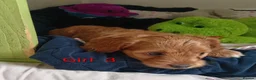 Cockapoo dogs for sale: Cockapoo puppies  - Advert 4