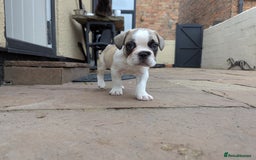 French Bulldog dogs for sale: REDUCED One Gorgeous Boy Frenchie left🐾 - Image 8