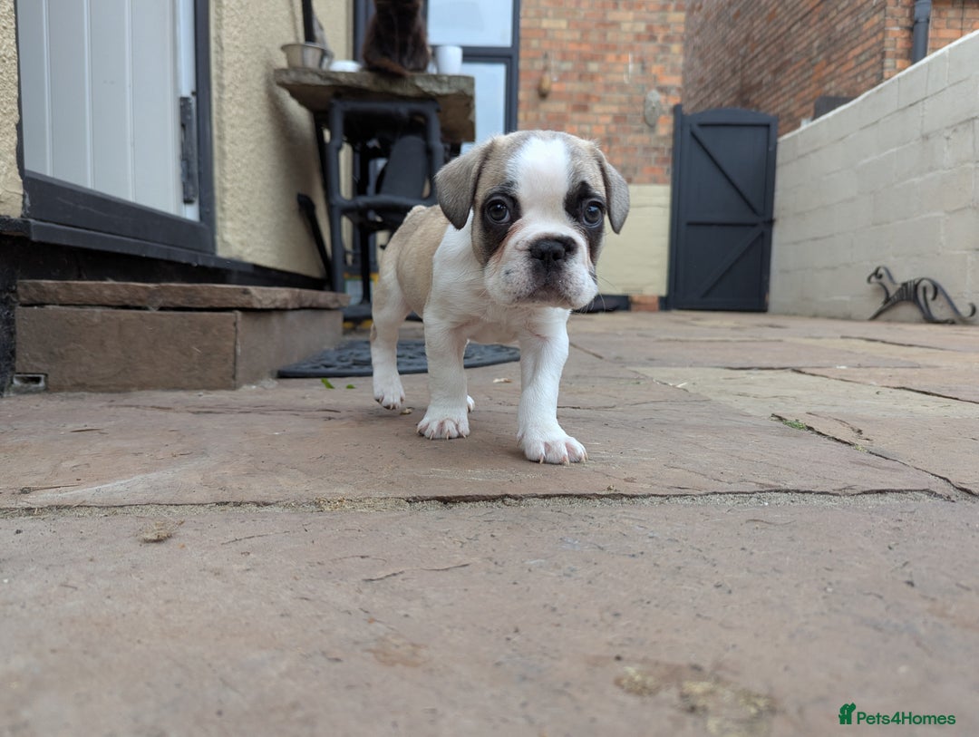 French Bulldog dogs for sale: REDUCED One Gorgeous Boy Frenchie left🐾 - Image 8