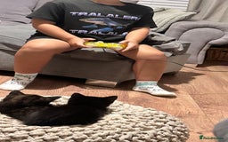 Mixed Breed cats for sale: Full black kitten .  - Image 7