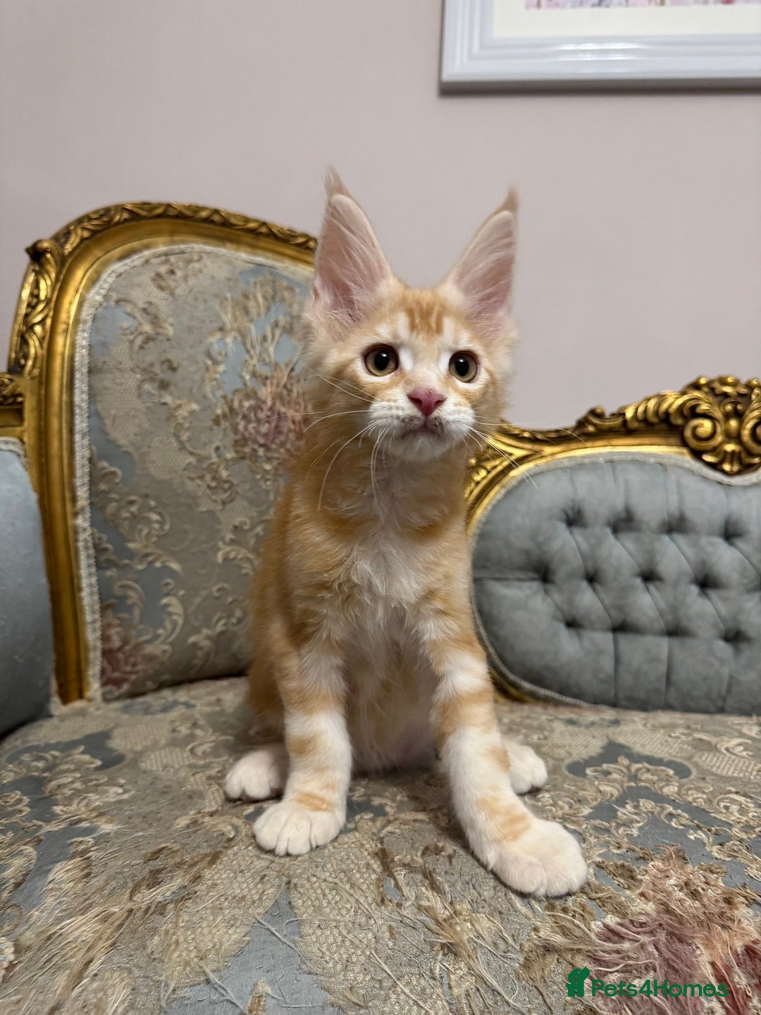 Maine Coon cats for sale: Maine Coon Kittens 🏆 20+ gen 🧬 Full Pedigree - Advert 11