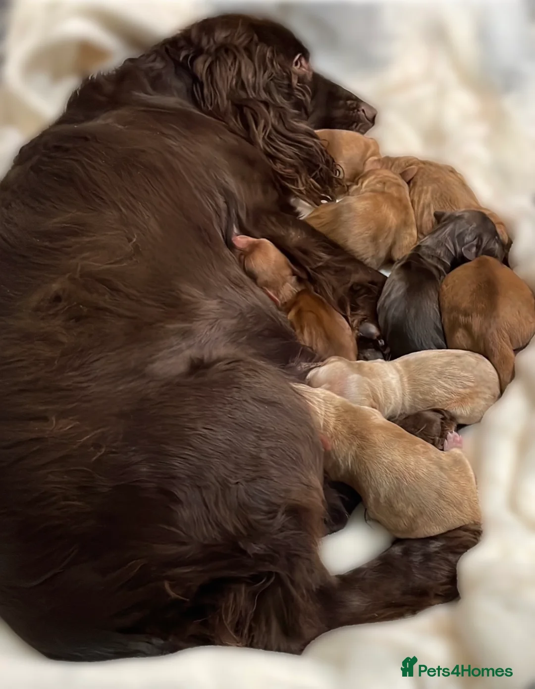 Cocker Spaniel dogs for sale: Cocker Spaniel Puppies.  - Advert 3