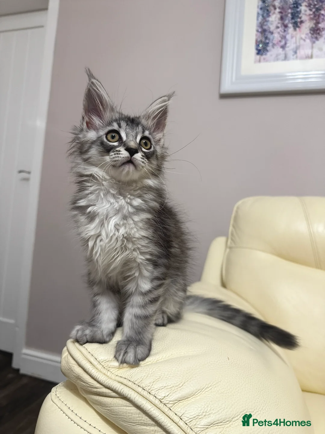 Maine Coon cats for sale: MaineCoonKitten🏆20+gen🧬Outstadning Full Pedigree - Advert 30