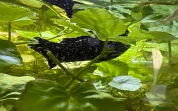 Mollies fish for sale: 3 Male Dalmatian Mollies *Free* - Image 2
