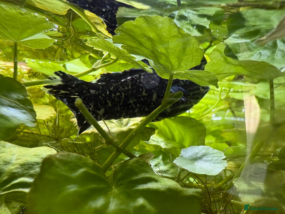 Mollies fish for sale: 3 Male Dalmatian Mollies *Free* - Image 2