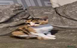 Maine Coon cats for sale: Maine coon X Tabby kittens - Image 3