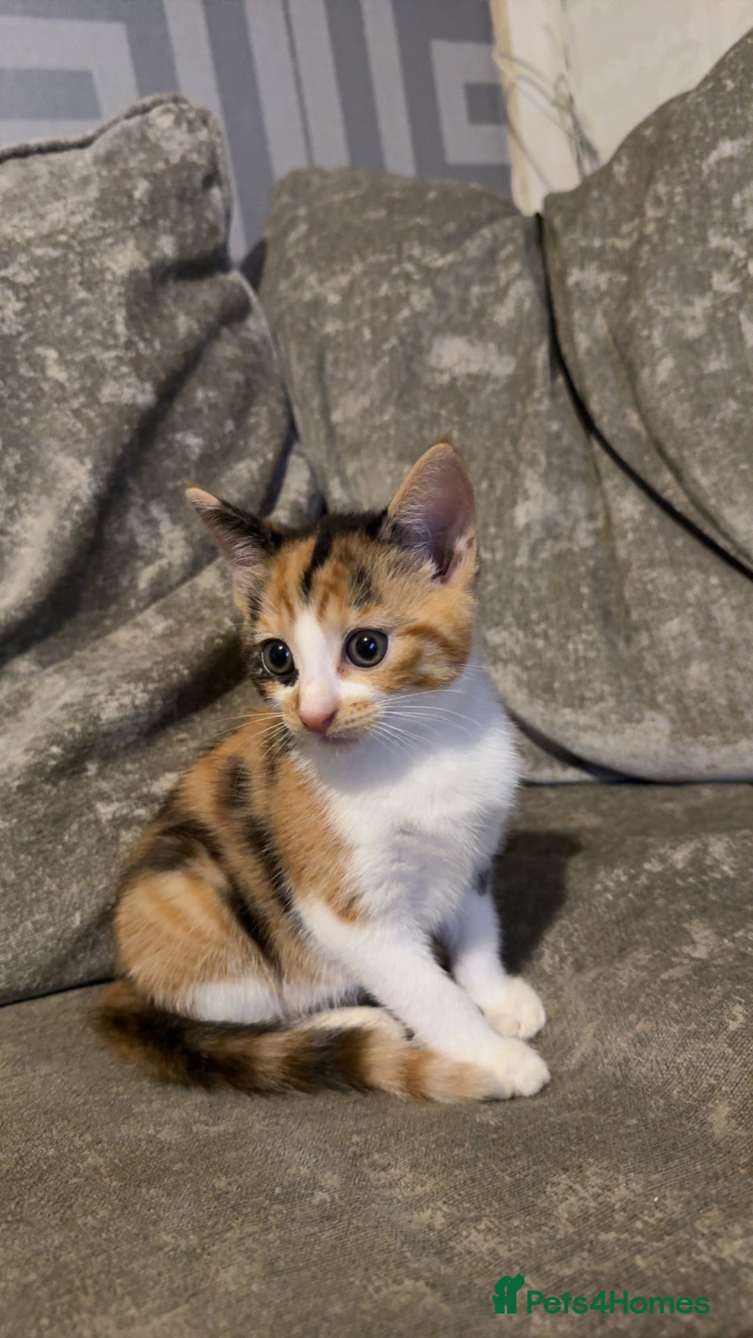 Maine Coon cats for sale: Maine coon X Tabby kittens - Image 3