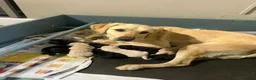 Labrador Retriever dogs for sale: KC REGISTERED LABRADOR PUPPIES - Advert 5