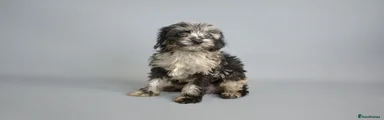 Cavapoo 4