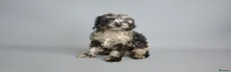 Cavapoo dogs for sale: Cavapoo puppies for sale  - Advert 29