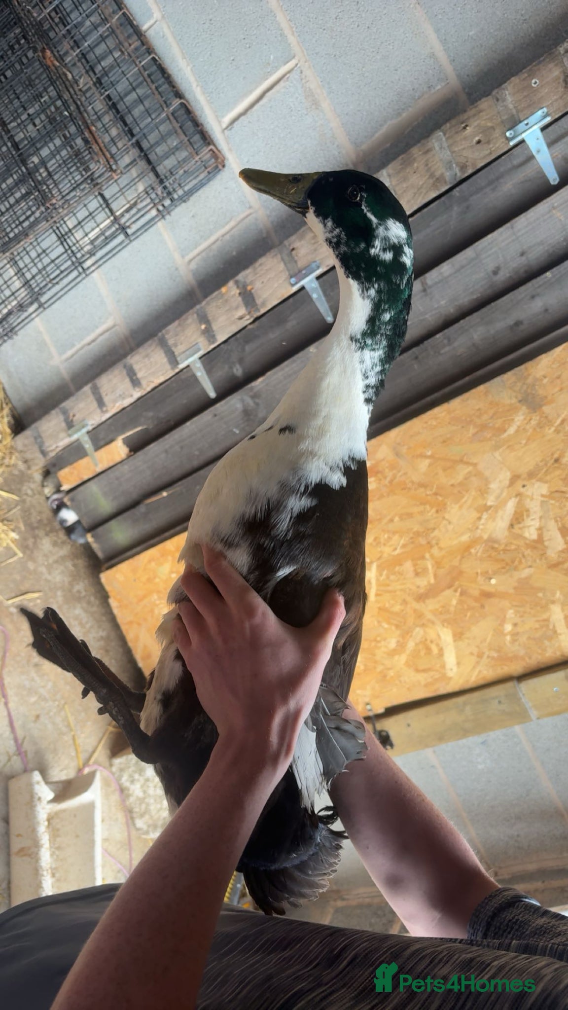 Ducks poultry for sale: Male Runner Duck in Doncaster - Advert 2