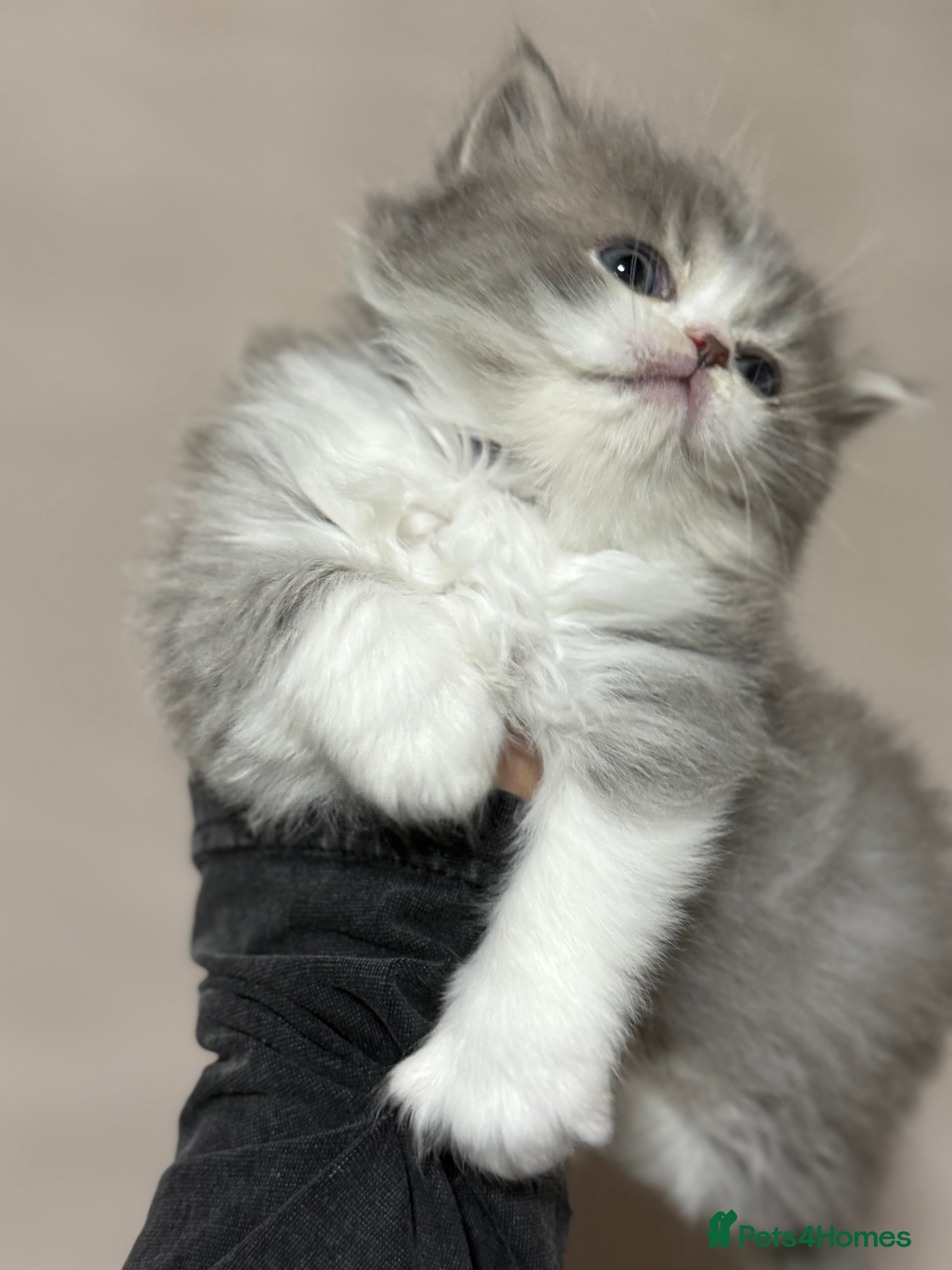 Persian cats Persian kittens  - Advert 1