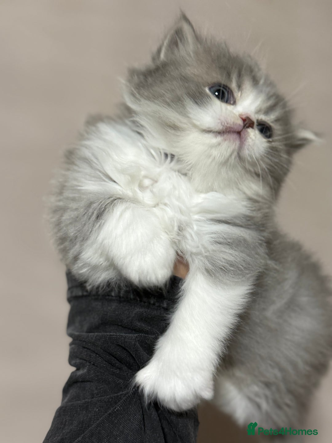 Persian cats for sale: Persian kittens  - Advert 1