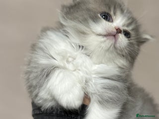 Persian cats Persian kittens - Advert 1