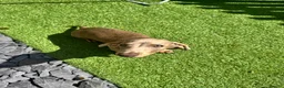 Miniature Dachshund dogs for sale: Playful brothers looking for their forever homes in Fareham - Advert 9