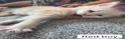 Maine Coon cats for sale: Outstanding TICA registered Maine Coon Kittens - Advert 9